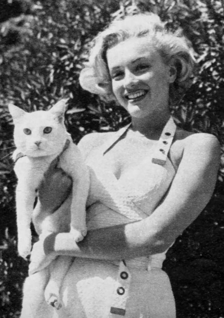 Marilyn Monroe with her Persian cat, Mitsou. 