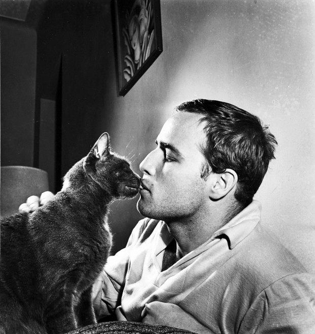 Marlon Brando the Godfather with a cat. 